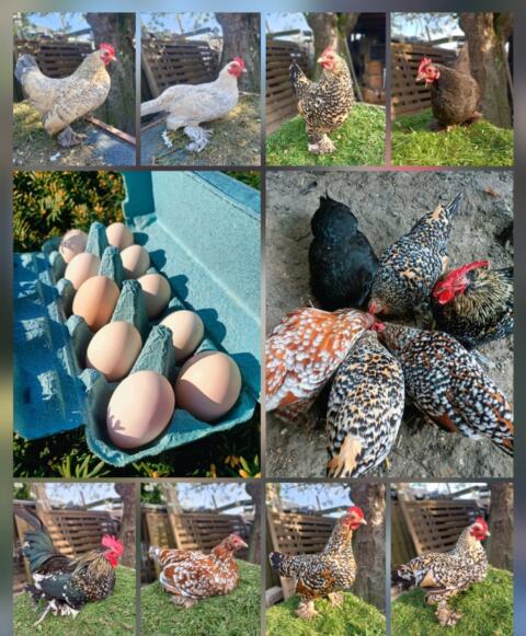 Bruteier federfüßige Zwerghühner