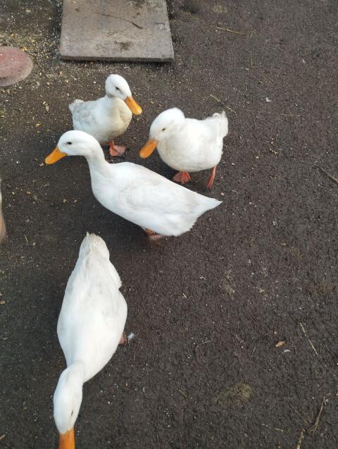 5 Landenten ohne Haube