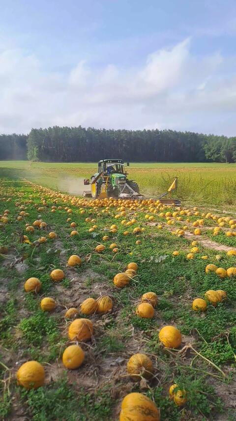 Kürbisschwader / Kürbisräumschild
