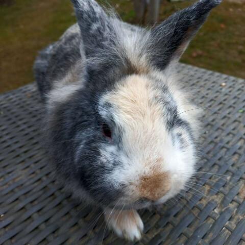 Löwenkopf Bub Zwergkaninchen