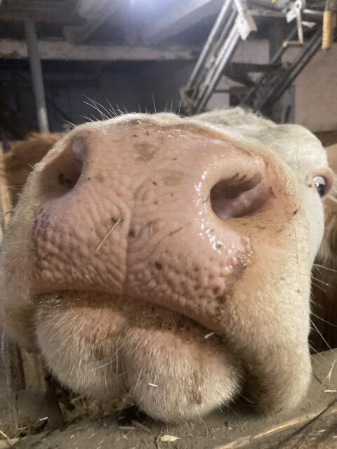 Suche FL Bio Mutterkuh oder Kalbin