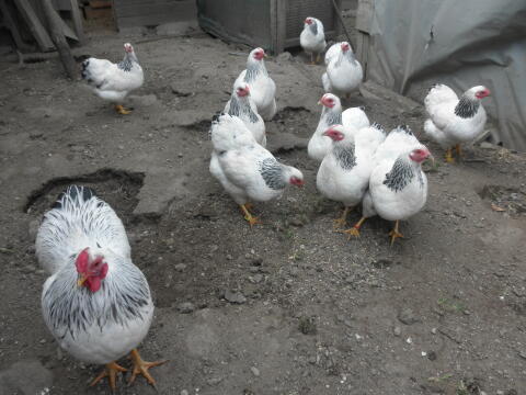 Deutsche Zwerg-Wyandotten