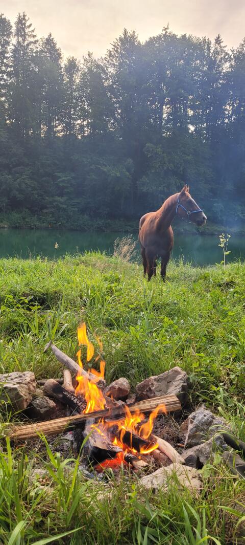 Quarter Horse Wallach