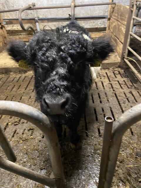 Verkaufe, Vermiete Bio Galloway Stier