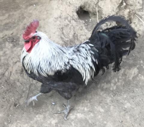 Bruteier reinrassiger Silverudds Bla