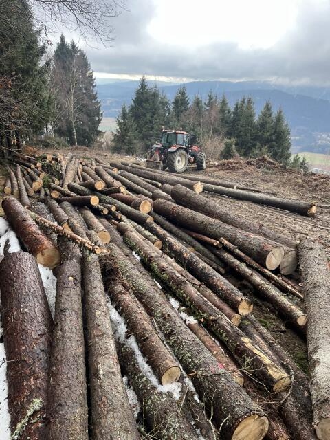 Holzschlägerungen, Forstdienstleistungen