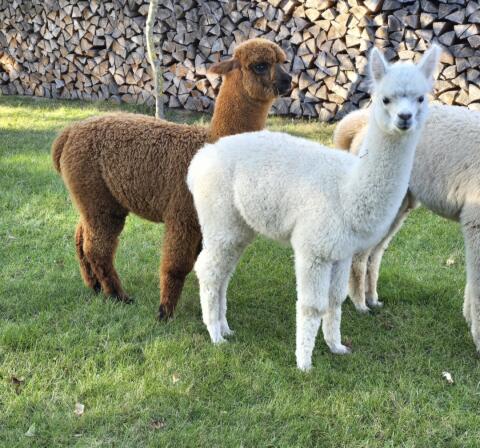 Alpaka Stut- und Hengstfohlen