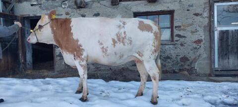 Trächtige Fleckviehzuchtkalbin