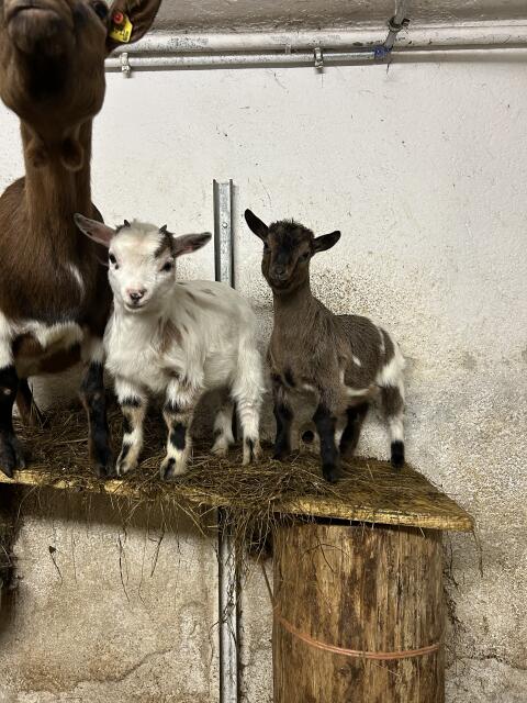 Minizwergziegen weiblich