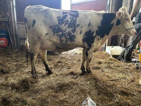 Bio Jungkuh - Rotbunt x Fleckvieh