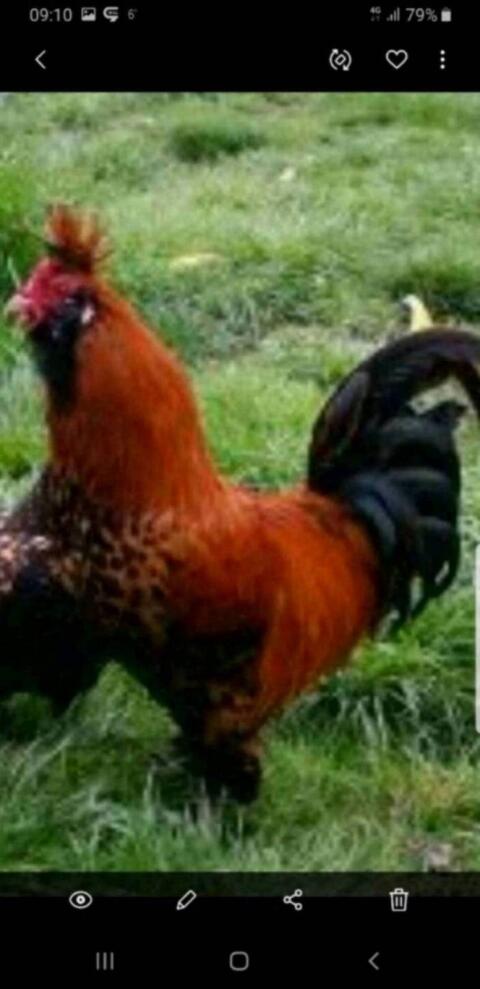 Pawlowskaja, Sundheimer, Marans