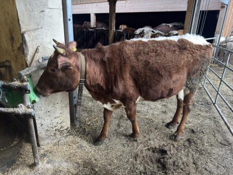 Trächtige Bio RFxPI Kalbin