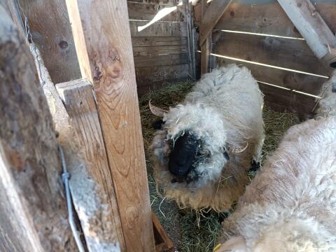 Walliser Schwarznasenschaf Aue
