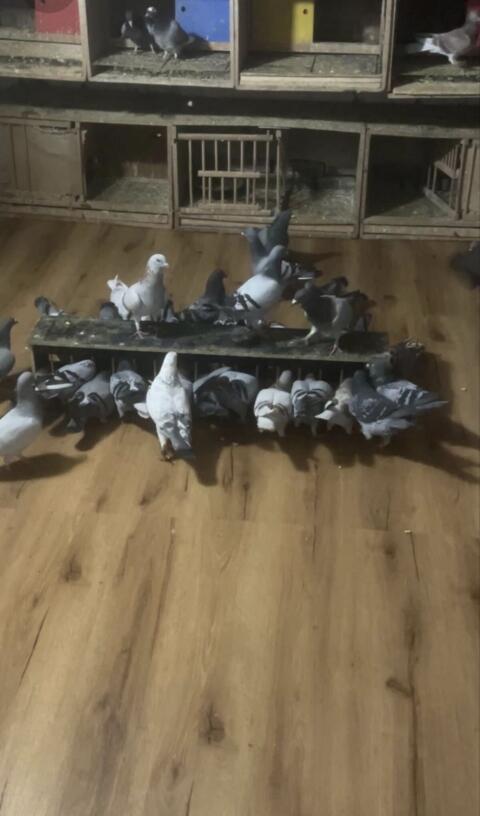 Brieftauben aus Leistungslinien mit Abstammungen