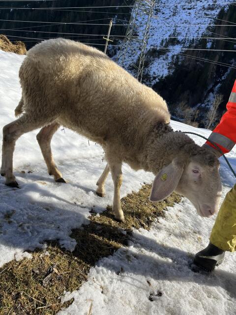 Tiroler Bergschaf
