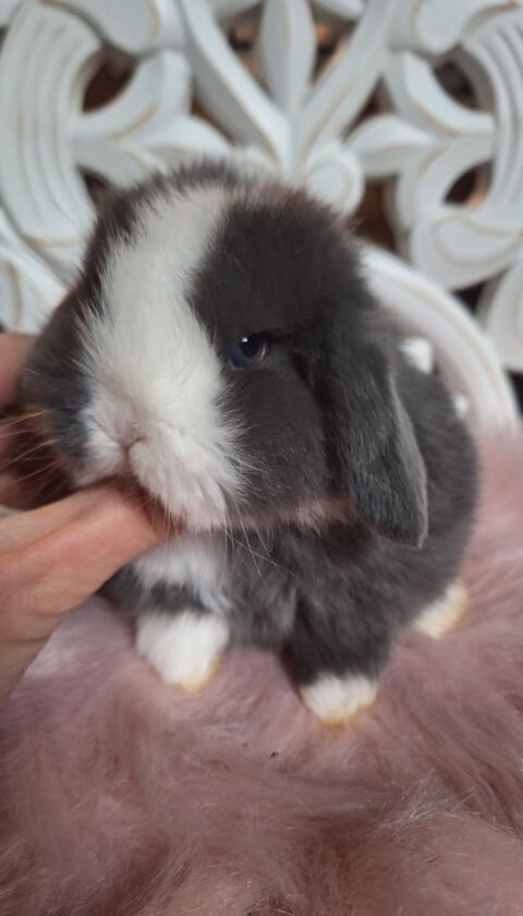 Zutrauliche Mini Lop Babys, Zwergkaninchen, Zwergwidder, Min