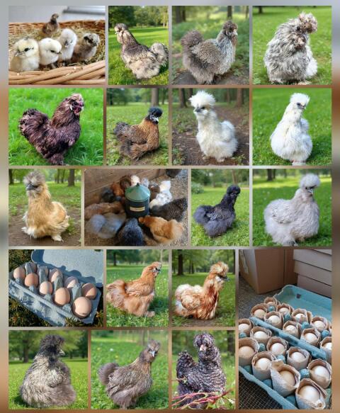 Seidenhühner US silkies Zwerghühner Bruteier