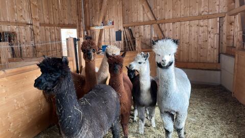 Alpakas