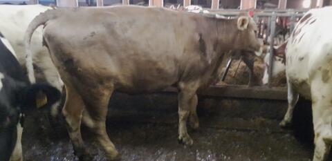 Verkaufe Braunviehkalbin