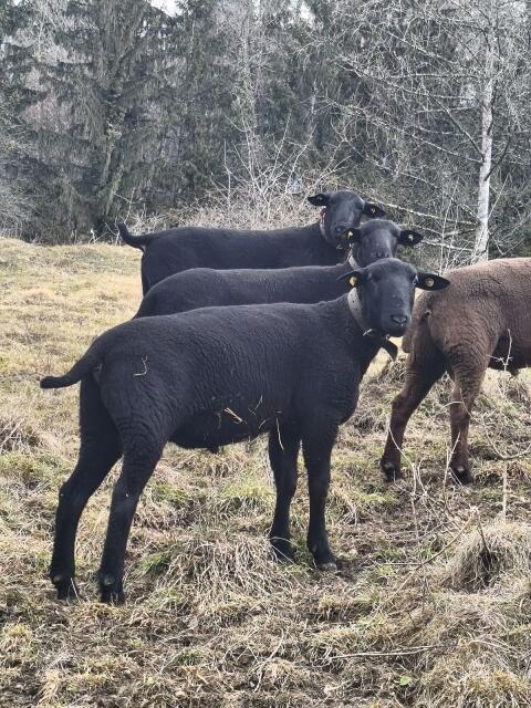 Gekörte Jura Widder