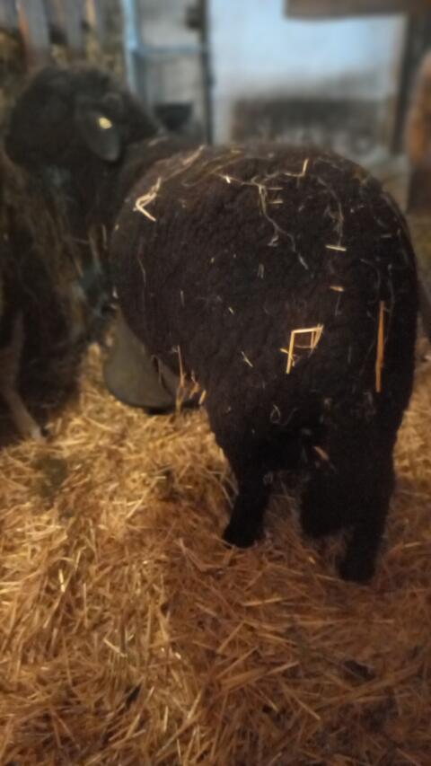 Jura-Bock zu verkaufen