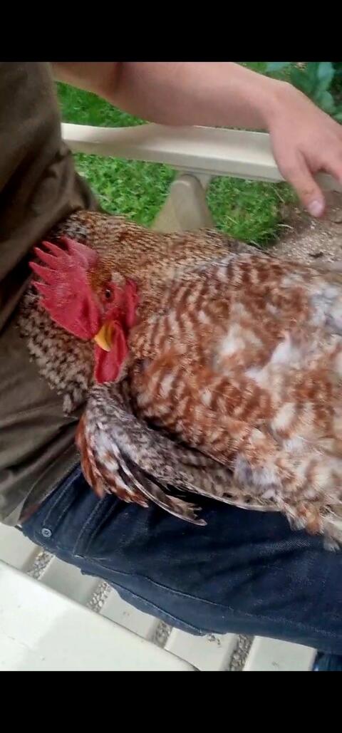 Bruteier Bielefelder Kennhühner