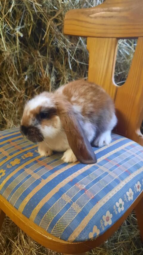 Deutsche Widder-Häsinnen