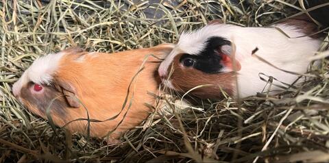 Junge Meerschweinchen Böcke
