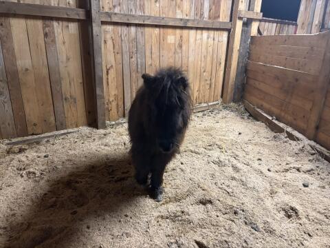 Minishetty Stutfohlen Penelope