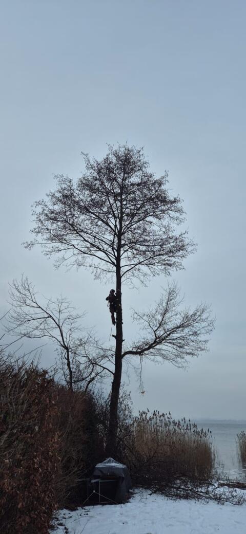 Holzschlägerung, Baumabtragung