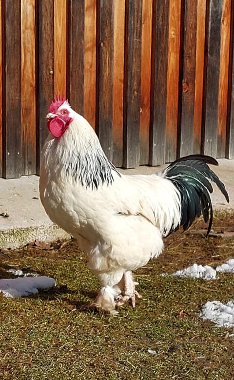 Reinrassige Sundheimer- und Barnevelder-Junghähne zu vergeben