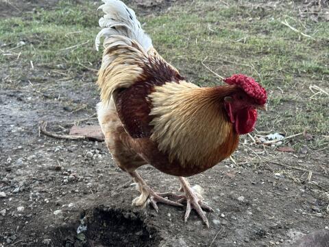 Verschenke einen Hahn aus Naturbrut