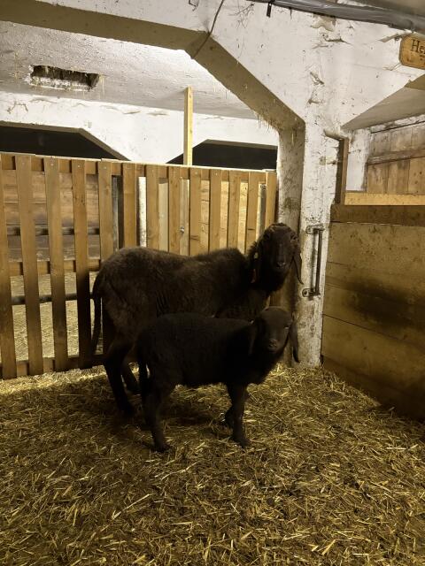 Braunes Bergschaf BIO mit Lamm