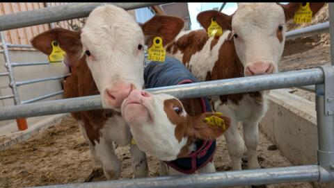 BIO Fleckviehkälber w/m