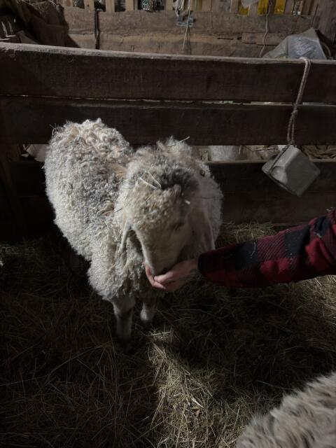 Tiroler Steinschaf Widder