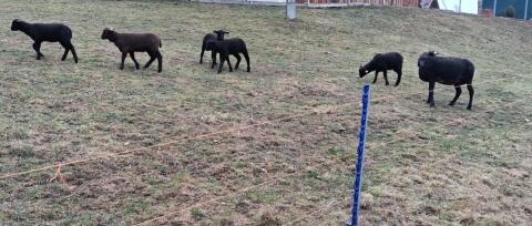 Jura Lämmer männlich