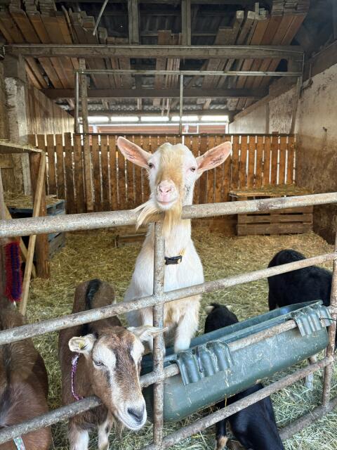 Saaneziegenbock