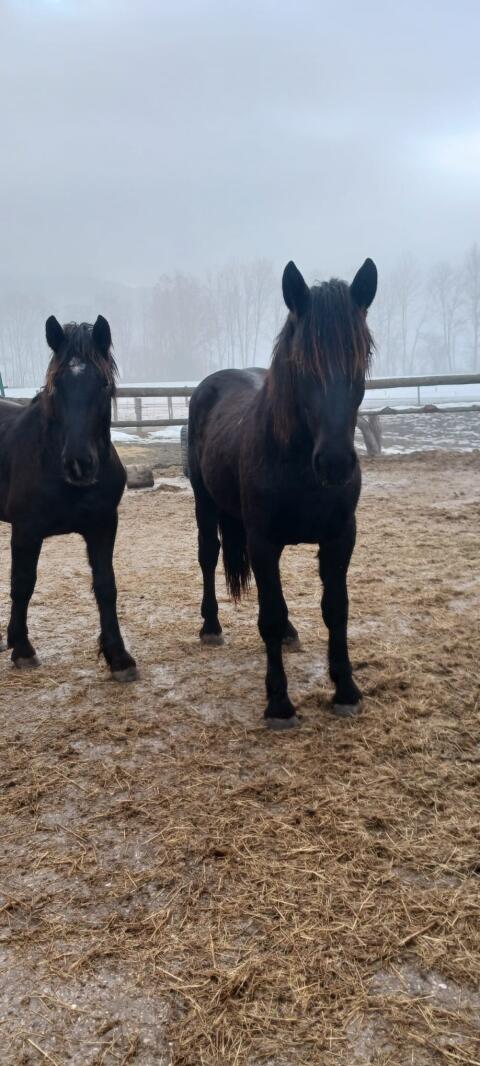 Verkaufe zwei Norika Rapp Hengste