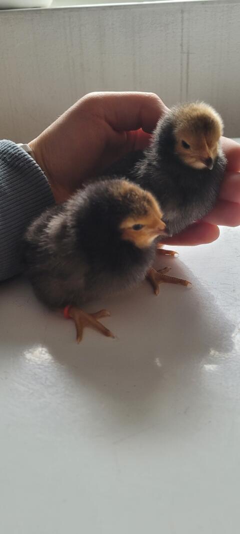 Reinrassige Vorwerkküken abzugeben!