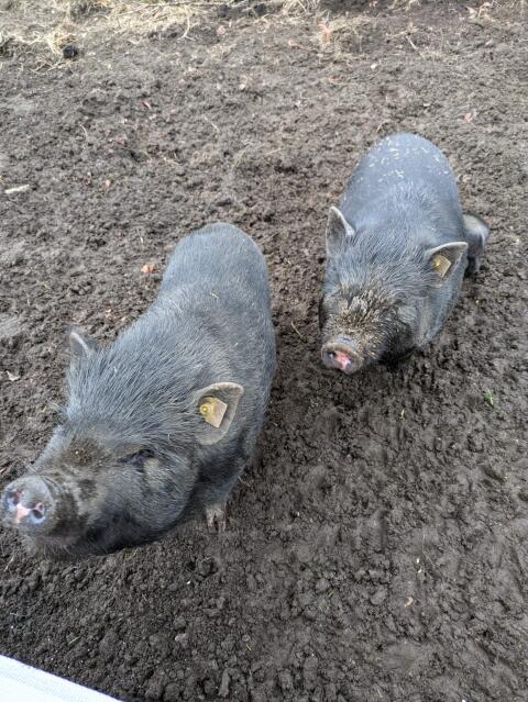 4 Minischweine zu verschenken