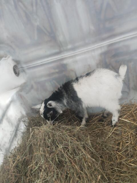 Verkaufe Zwergziegenbock