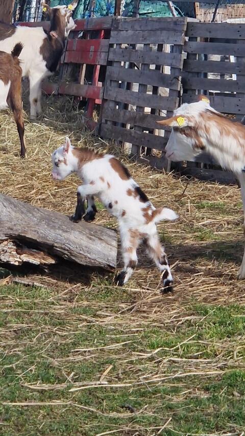 Steirerschecken Ziegenkitze