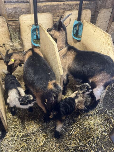 Passeirer Ziegen mit Kitz