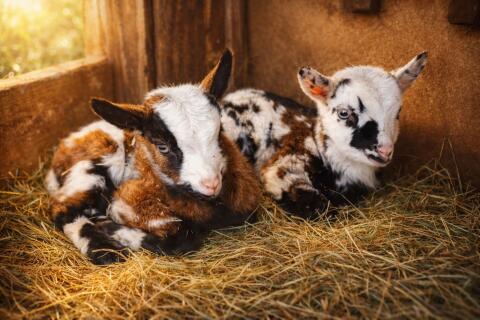 Reinrassige Tauernschecken-Kitze zu verkaufen