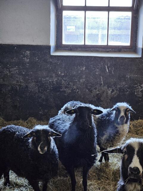 Gekörtes Krainer Steinschaf Muttertier