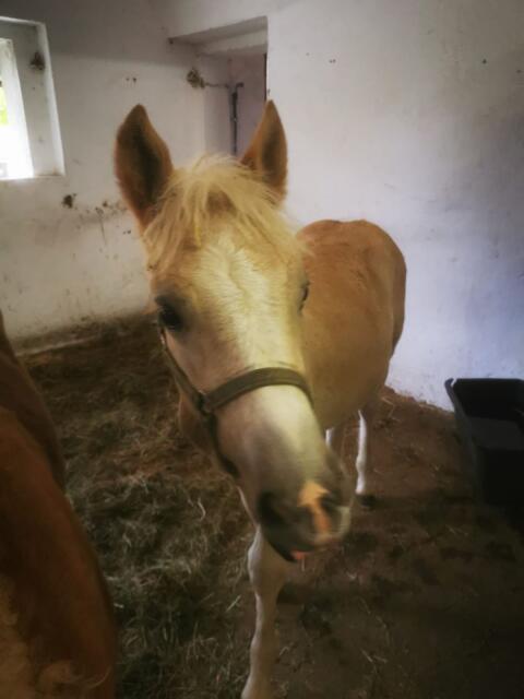 Haflingerhengstfohlen zu verkaufen