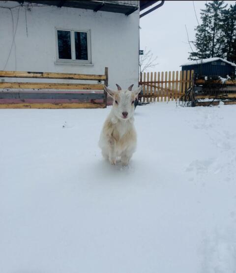 Zwei kastrierte Zwergziegen, 9 Monate