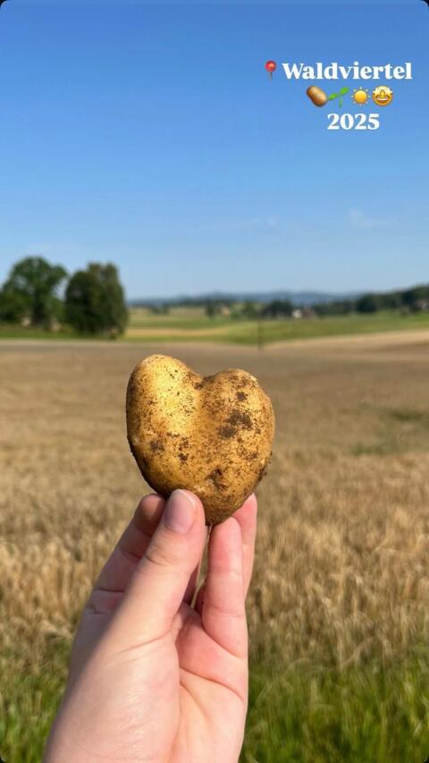 Verkaufe Bio-Speisekartoffeln