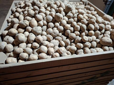 Verkaufe Bio-Speisekartoffeln der Sorte Agria/Ditta