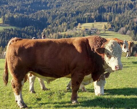 Suche Fleckviehstier